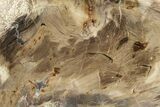 Polished Petrified Wood Slab - McDonald Ranch, Oregon #244786-1
